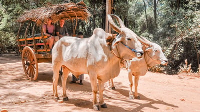 Wildlife and World Heritage Tour from Galle (2 Days)