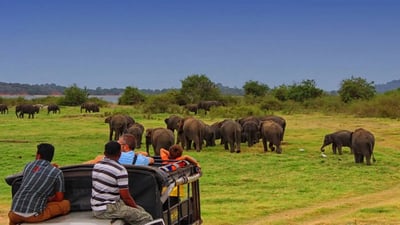 Minneriya National Park Private Safari