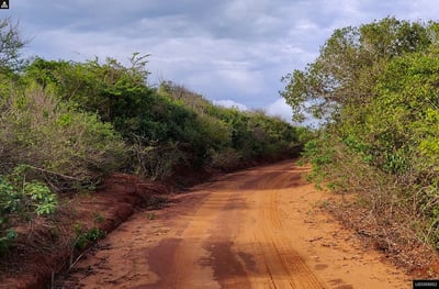 Bundala National Park Safari from Mirissa City