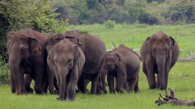 Wasgamuwa National Park Safari from Kandy City