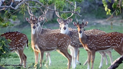 Minneriya National Park Safari from Sigiriya City