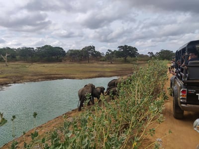 Yala National Park Safari from Bentota City