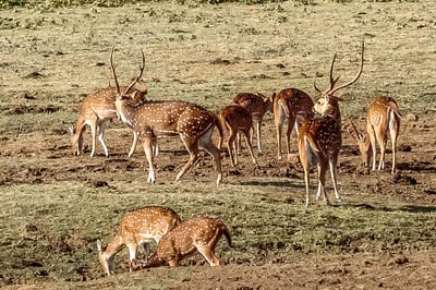 Udawalawe National Park Safari from Galle City