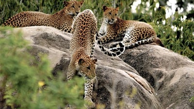 Maravillas Salvajes y Templos Ocultos desde Galle (2 Días)