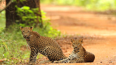 Wasgamuwa National Park Safari from Kandy City