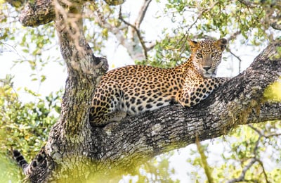 Wilpattu National Park Entrance Tickets