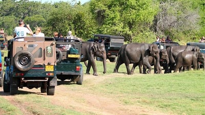 Minneriya National Park Private Safari