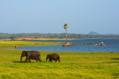 Minneriya National Park Safari from Kandy City