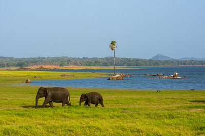 Minneriya National Park Safari from Kandy City