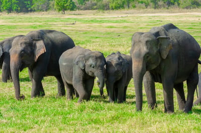 Minneriya National Park Safari from Kandy City