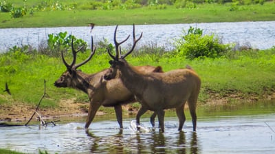 Yala National Park Safari from Dikwella City