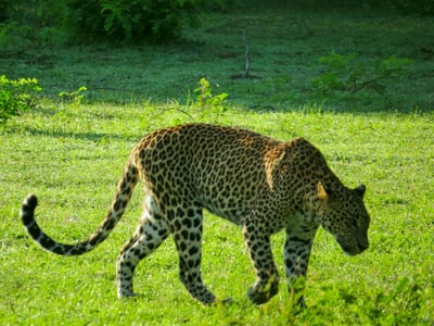 Yala National Park Safari from Bentota City