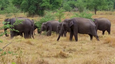 Wasgamuwa National Park Safari from Kandy City