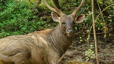 Wasgamuwa National Park Safari from Kandy City
