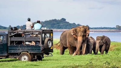 Minneriya National Park Private Safari