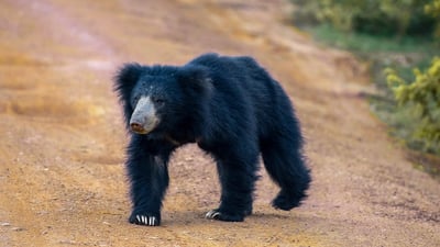 The Big 5 in Southern Coast Season (7 Days)