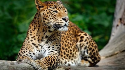 Yala National Park Private Safari
