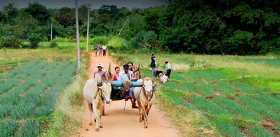 Village Life Tour from Kandy City