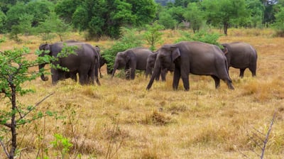 Wasgamuwa National Park Entrance Tickets