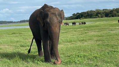 カウドゥッラ国立公園 プライベートサファリ