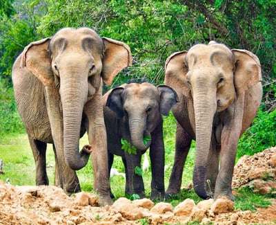 Yala National Park Safari from Dikwella City