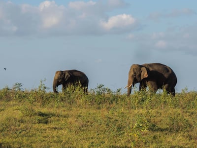 Kaudulla National Park Safari from Kandy City