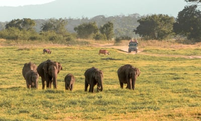 Minneriya National Park Safari from Kandy City