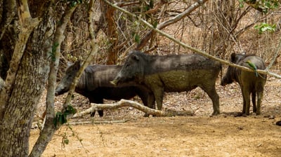 Yala National Park Safari fra Galle City