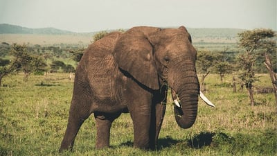 Safari Privé au Parc National de Wasgamuwa
