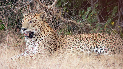 Yala National Park Safari fra Galle City