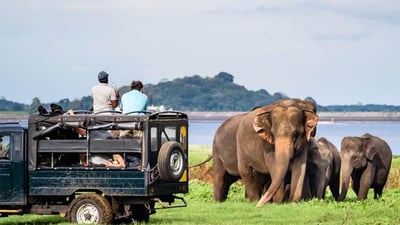 Minneriya National Park Safari from Sigiriya City
