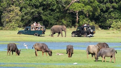 Minneriya National Park Private Safari