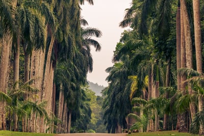 Kandy City Tour from Negombo City