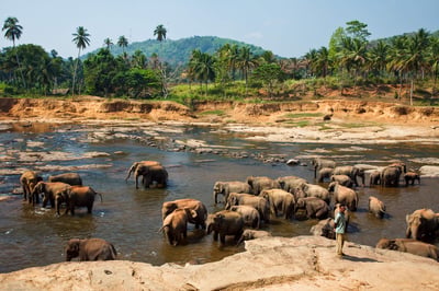 Kandy City Tour from Negombo City
