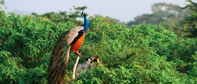 Yala National Park Safari from Dikwella City