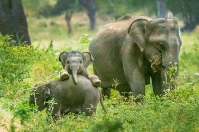 Yala National Park Safari from Dikwella City