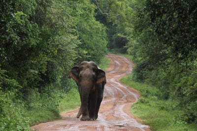 Wilpattu National Park Entrance Tickets