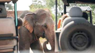 Privat safari i Udawalawe nationalpark med naturalist