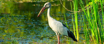 Bundala National Park Safari from Mirissa City
