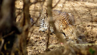 Yala National Park Safari fra Koggala City