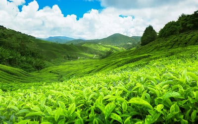 Tea Estate Experience from Ella City