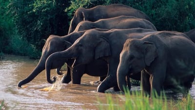 Wasgamuwa National Park Safari from Kandy City
