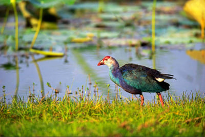 Bundala National Park Safari from Talpe City