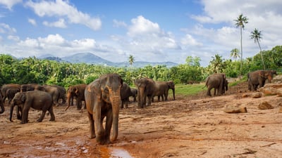 Wilpattu National Park Safari from Dambulla City