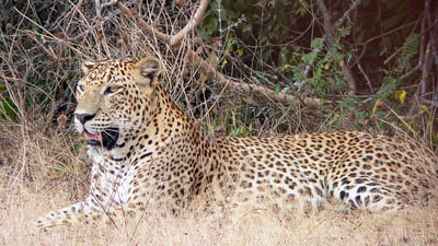 Yala National Park Safari from Bentota City