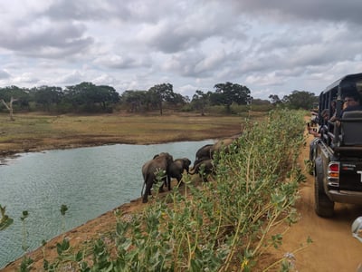 Yala National Park Safari fra Koggala City