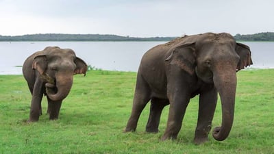 Kaudulla National Park Private Safari from Habarana including Jeep with Tickets (3 hrs)