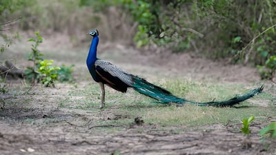 Kaudulla National Park Private Safari from Sigiriya City