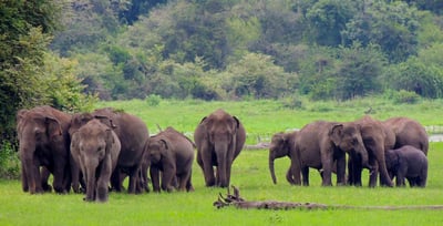 Udawalawe National Park Safari from Dikwella City