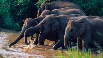 Wasgamuwa National Park Safari from Kandy City